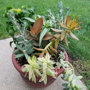 Easy to grow combo planter